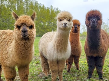 Alpacas (added by manager 04 Jul 2023)