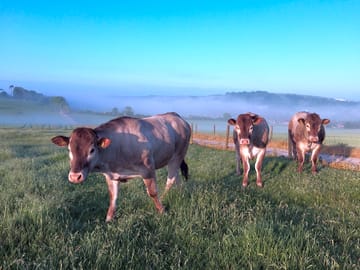 Cattle at Gallops Farm (added by manager 05 May 2021)