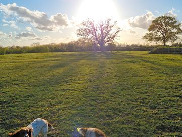 Camping field and furry friends (added by manager 25 May 2021)