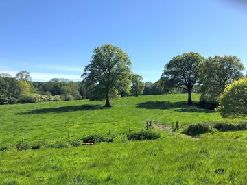 Grassy pitches