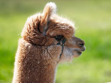 Friendly alpaca