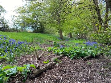 Woodland area