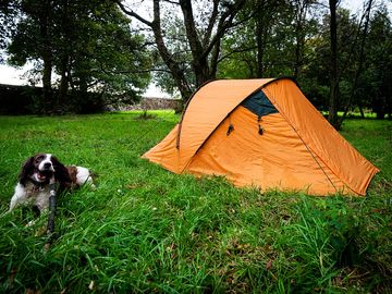Dogs welcome