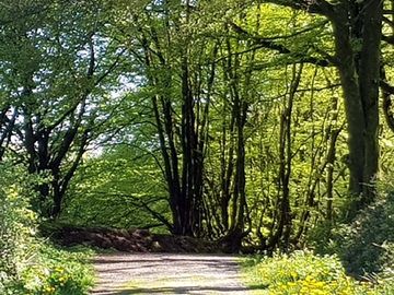 Lovely dog walking through priors' wood