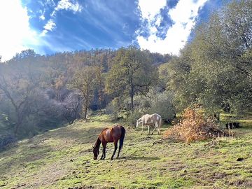 Happy trails = happy horses