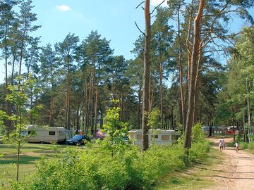 Pitches among the trees