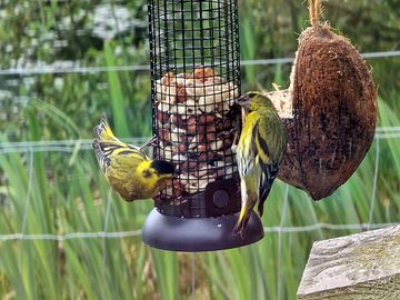 Beautiful birds are all around the site
