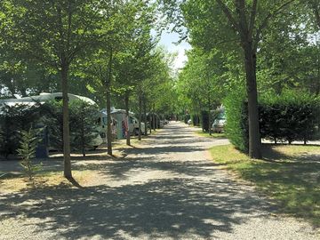 Lots of trees