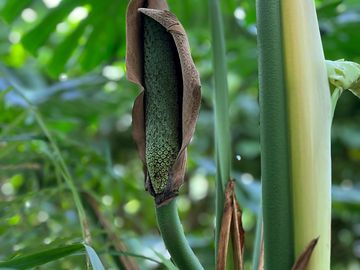 Exotic plants