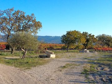 Pitches set among the vines