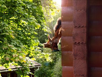 Red squirrel