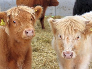 Meet the animals