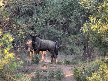 Wildebeest nearby