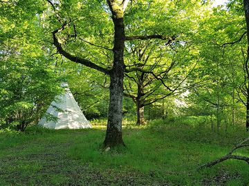 Tipi in the trees