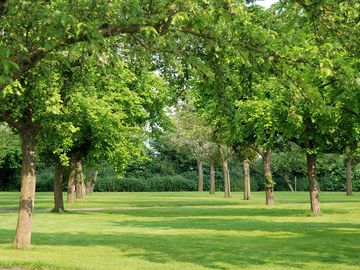 The second orchard for camping