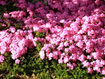 Es ist, als hätte jemand farbe in den garten gestreut, als einladung zum träumen.