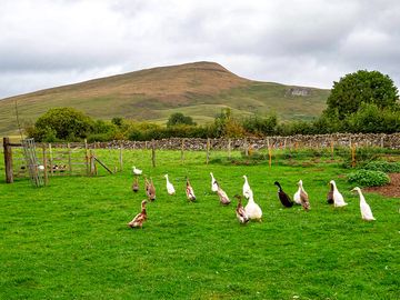 Murton Pike from field at The Old Chapel