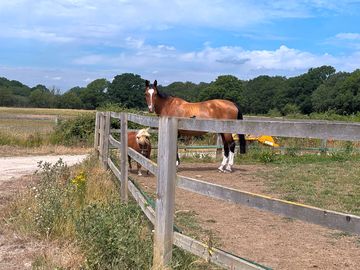 A view of beech farms horses