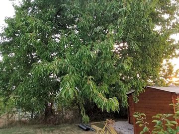 Cherry tree at the vineyard