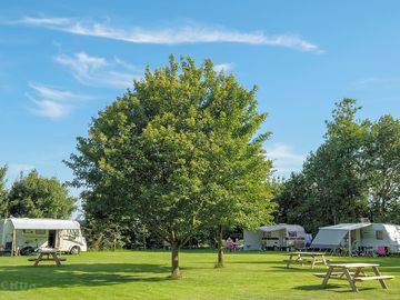 Grass pitches shaded by trees