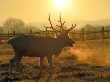 Dasher, one of the resident reindeer