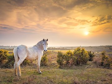 New forest national park, 10 minutes from the farm, new forest ponies