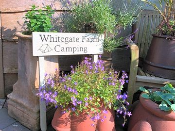 Summer at whitegate farm
