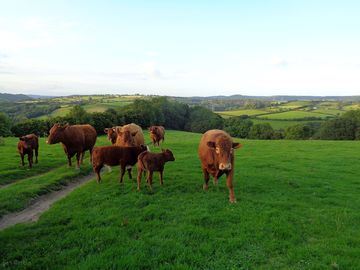 Resident friendly cows