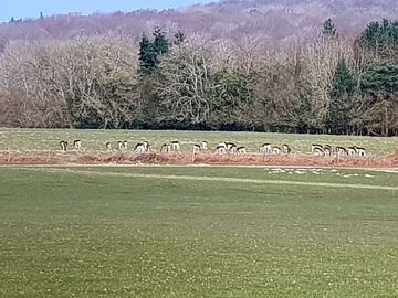 If you are lucky you might spot some of these in our fields.
