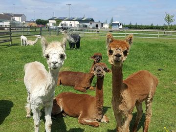 The farm residents