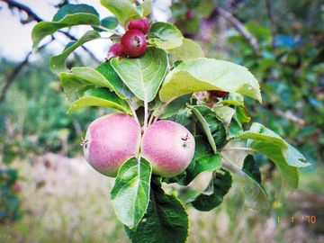 Apples in autumn
