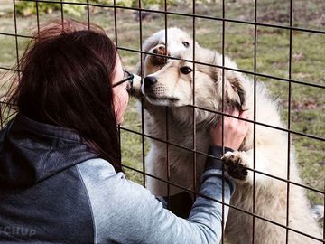 Friendly dogs