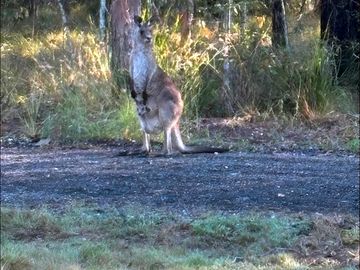 Kangaroos