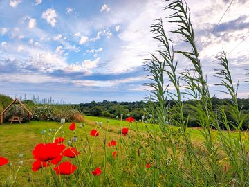 Wildflowers around the meadow