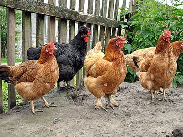Chickens on site