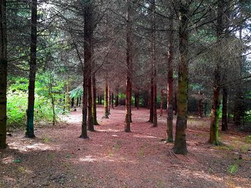 Beautiful forest next to non-electric grass tent pitch.