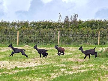 Alpaca babies