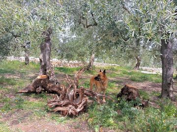 Coco and olive trees