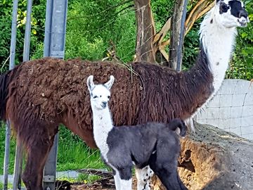 Meet the llamas