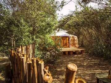 Yurt surrounded by greenery