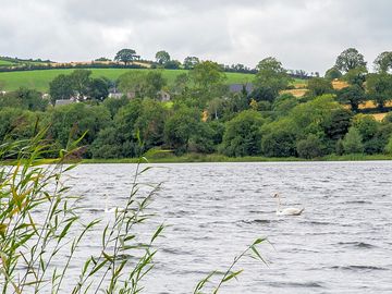 Swans on the lake