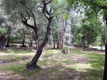 Olive groves