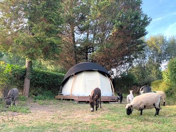 Animals grazing around the yurt