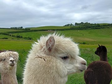 Alpacas living on the fibre farm