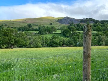 Our meadow