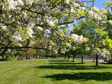 A row of pitches under trees