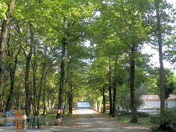 Shaded avenues