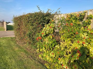 Landscaping on site