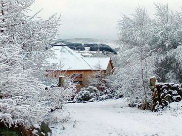 Silver birch in winter