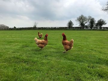 Chickens on site